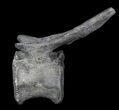 Hadrosaur Caudal Vertebrae With Process #62894-1